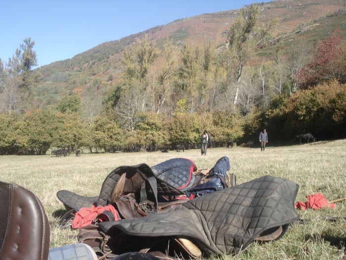 Cheval de Mérens du domaine de Sié