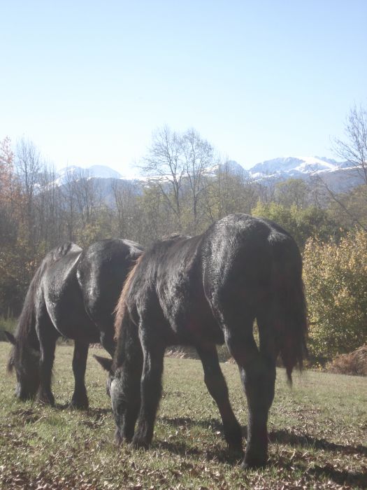 Cheval de Mérens du domaine de Sié