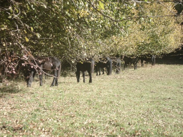 Cheval de Mérens du domaine de Sié