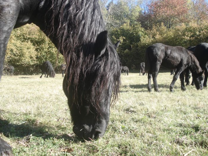 Cheval de Mérens du domaine de Sié