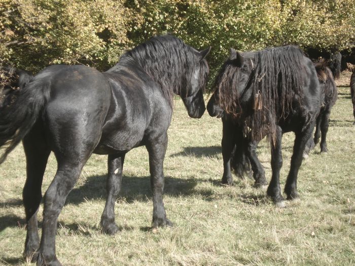 Cheval de Mérens du domaine de Sié