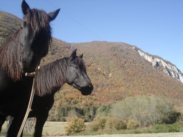 Cheval de Mérens du domaine de Sié