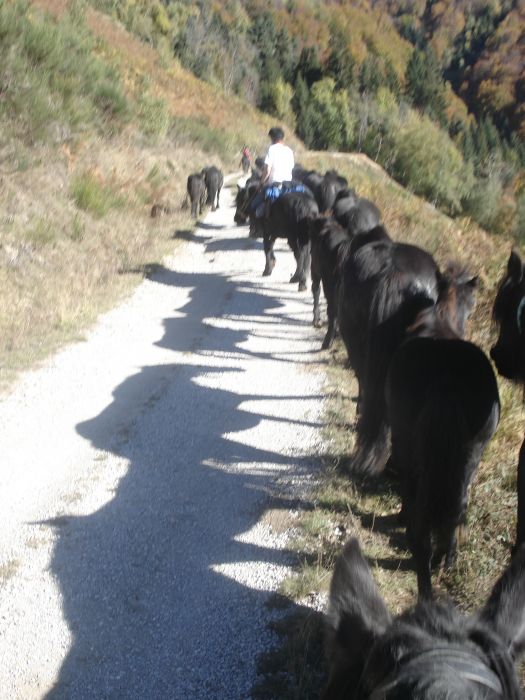 Cheval de Mérens du domaine de Sié