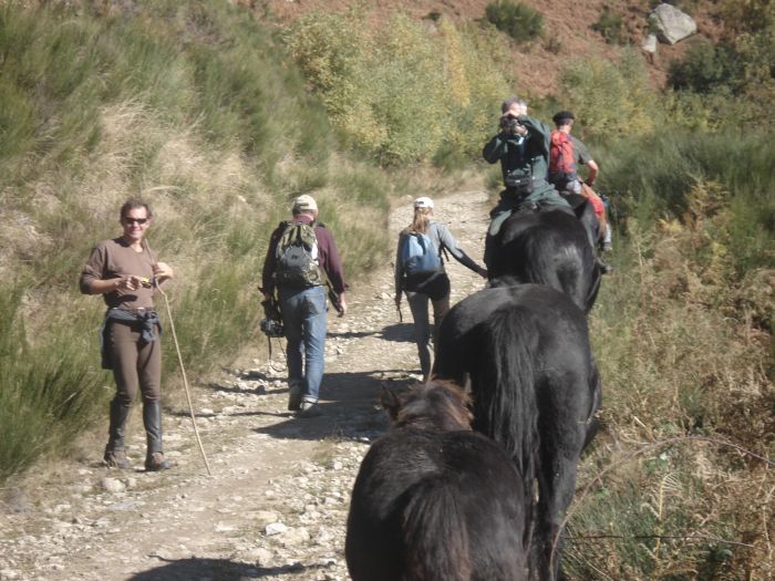 Cheval de Mérens du domaine de Sié