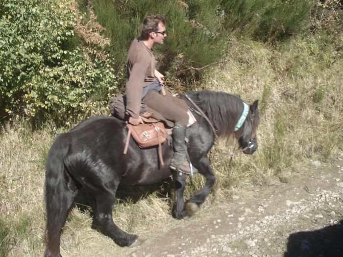 Cheval de Mérens du domaine de Sié