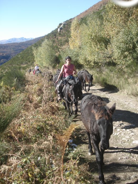 Cheval de Mérens du domaine de Sié