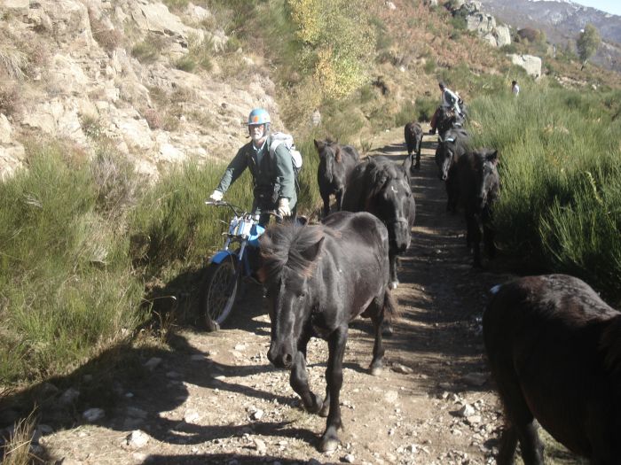 Cheval de Mérens du domaine de Sié