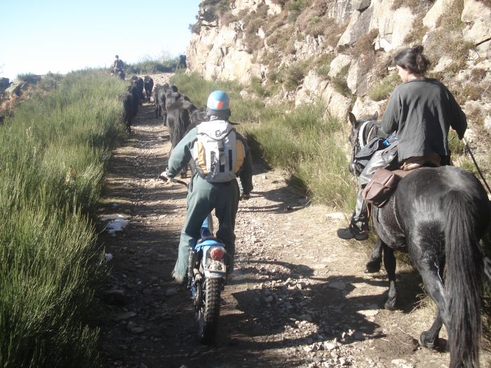 Cheval de Mérens du domaine de Sié