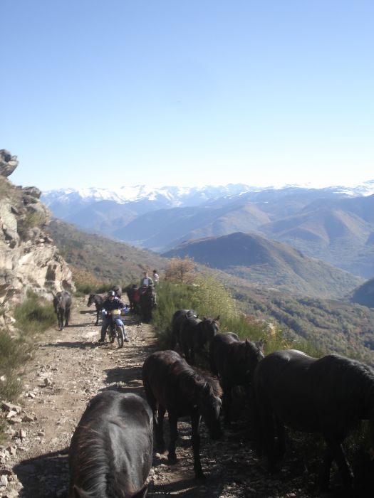 Cheval de Mérens du domaine de Sié