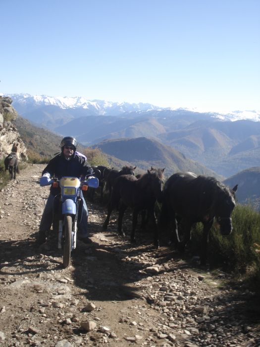 Cheval de Mérens du domaine de Sié