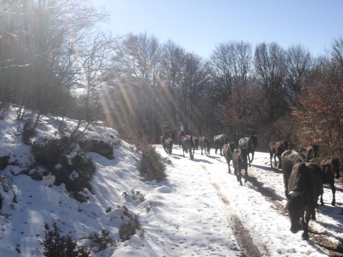 Cheval de Mérens du domaine de Sié