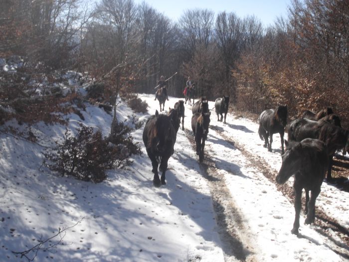 Cheval de Mérens du domaine de Sié