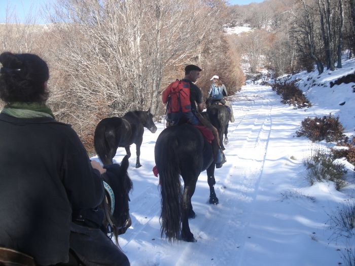 Cheval de Mérens du domaine de Sié