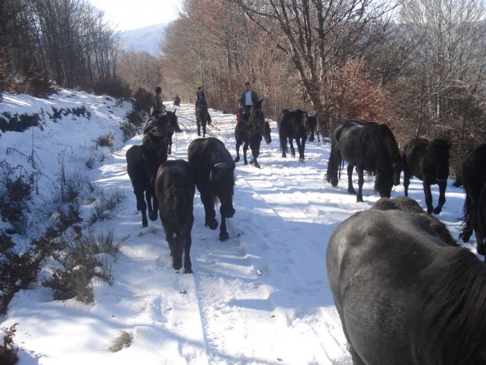 Cheval de Mérens du domaine de Sié