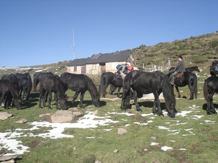 Cheval de Mérens du domaine de Sié