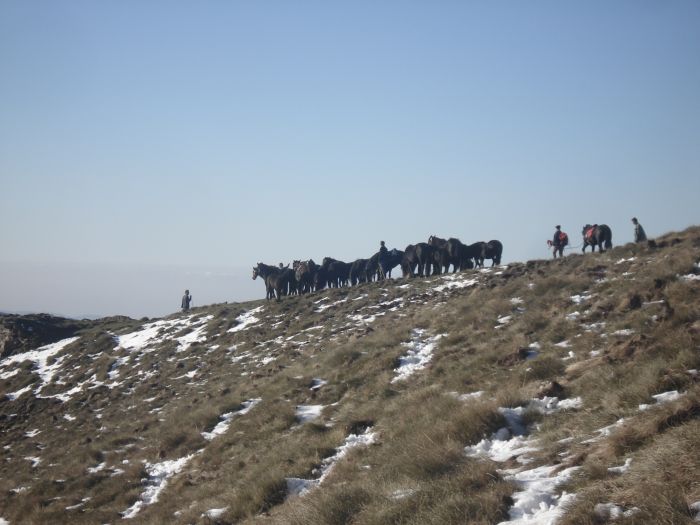 Cheval de Mérens du domaine de Sié