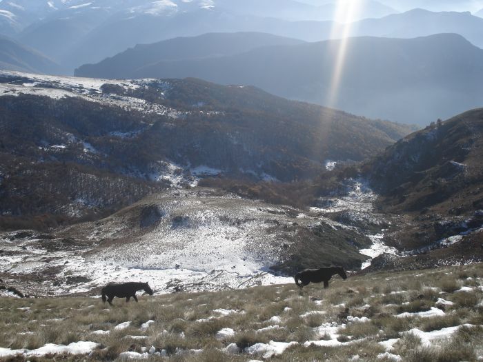 Cheval de Mérens du domaine de Sié