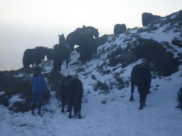 Cheval de Mérens du domaine de Sié