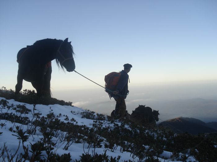 Cheval de Mérens du domaine de Sié