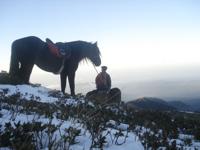 Cheval de Mérens du domaine de Sié