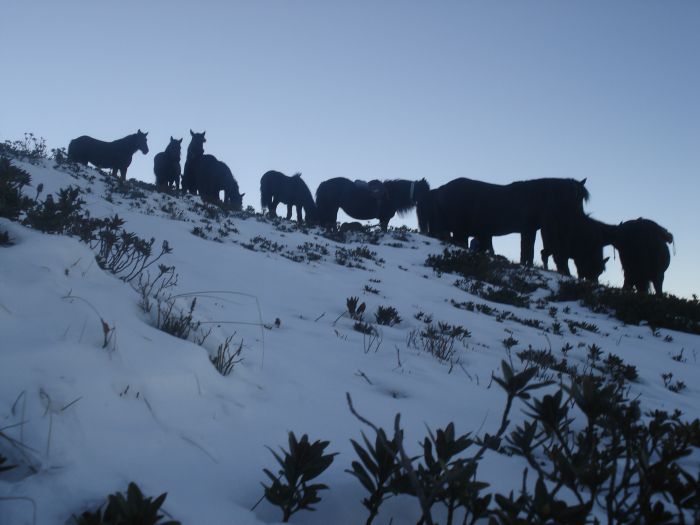 Cheval de Mérens du domaine de Sié