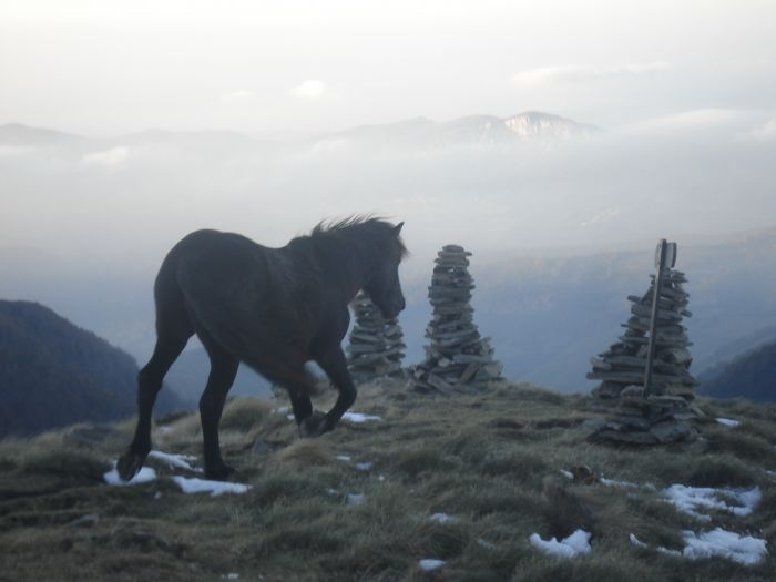 Cheval de Mérens du domaine de Sié