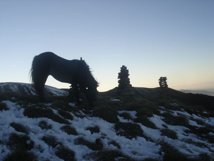 Cheval de Mérens du domaine de Sié