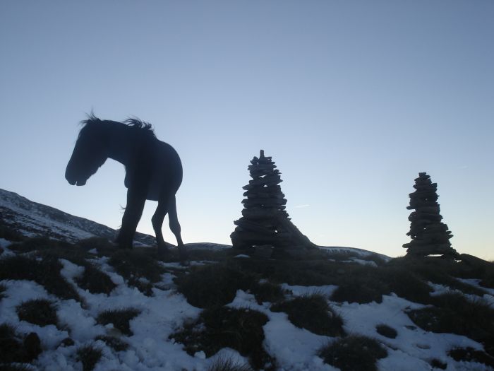 Cheval de Mérens du domaine de Sié