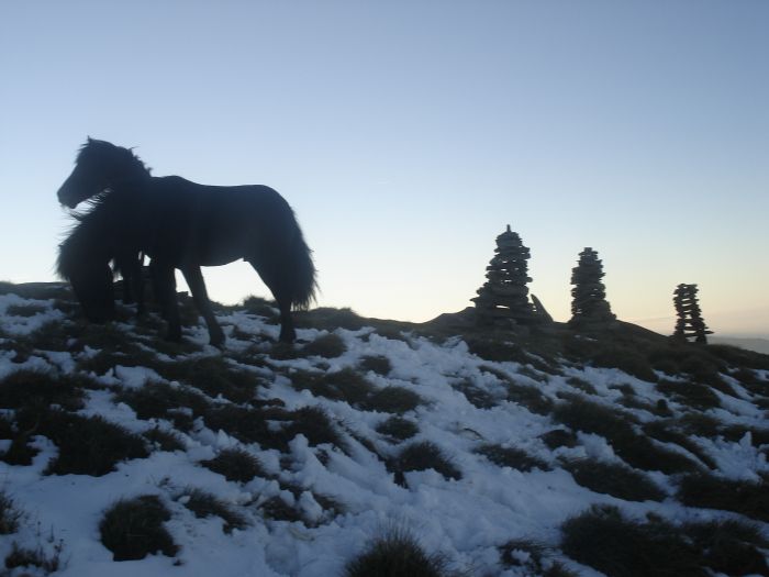 Cheval de Mérens du domaine de Sié