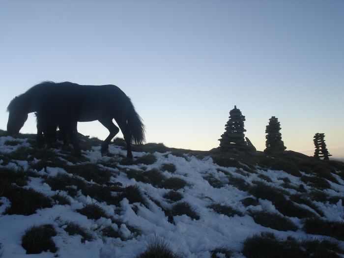 Cheval de Mérens du domaine de Sié