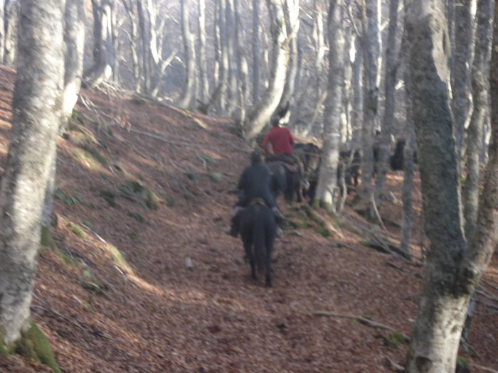 Cheval de Mérens du domaine de Sié