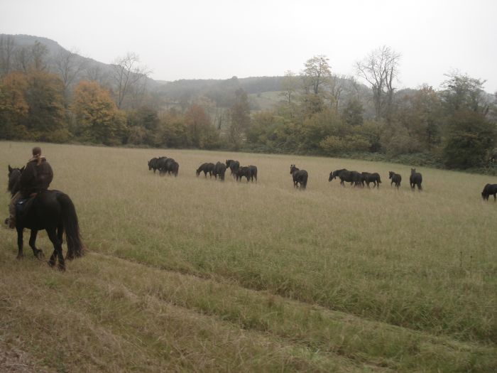 Cheval de Mérens du domaine de Sié