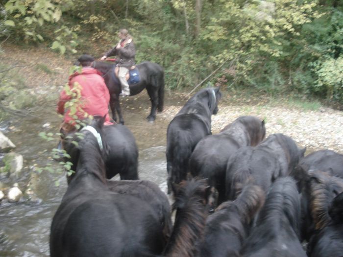 Cheval de Mérens du domaine de Sié