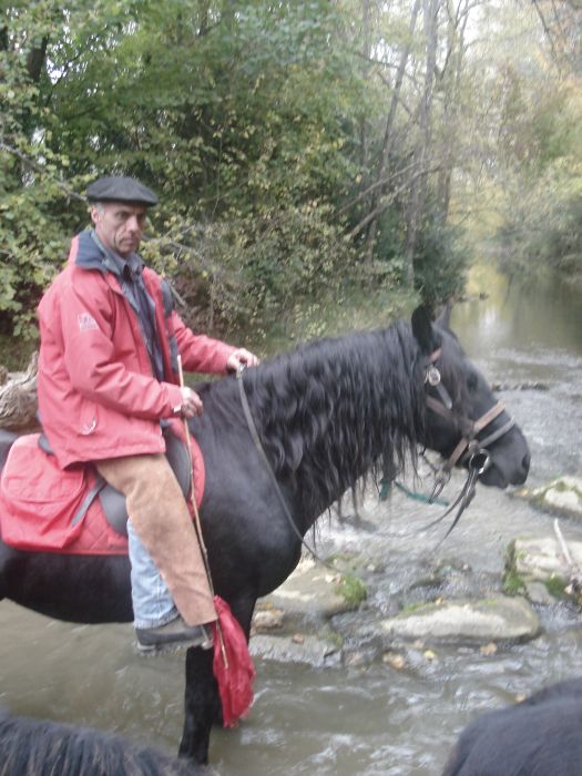 Cheval de Mérens du domaine de Sié