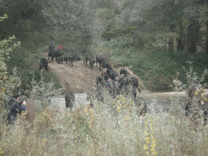 Cheval de Mérens du domaine de Sié