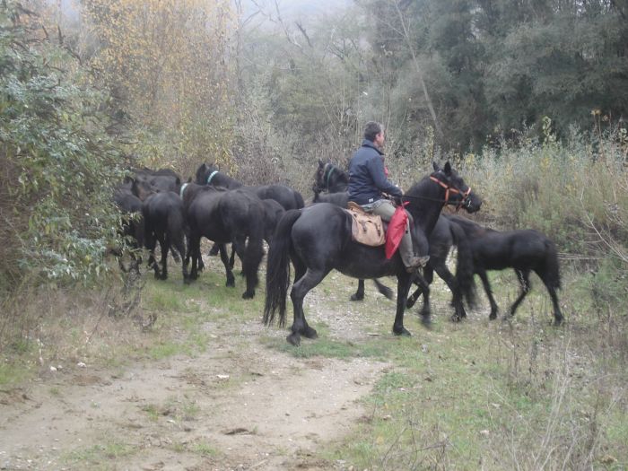 Cheval de Mérens du domaine de Sié