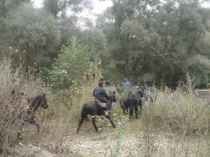 Cheval de Mérens du domaine de Sié