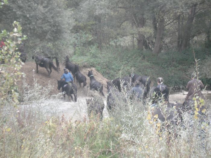 Cheval de Mérens du domaine de Sié