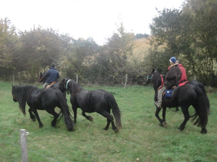 Cheval de Mérens du domaine de Sié