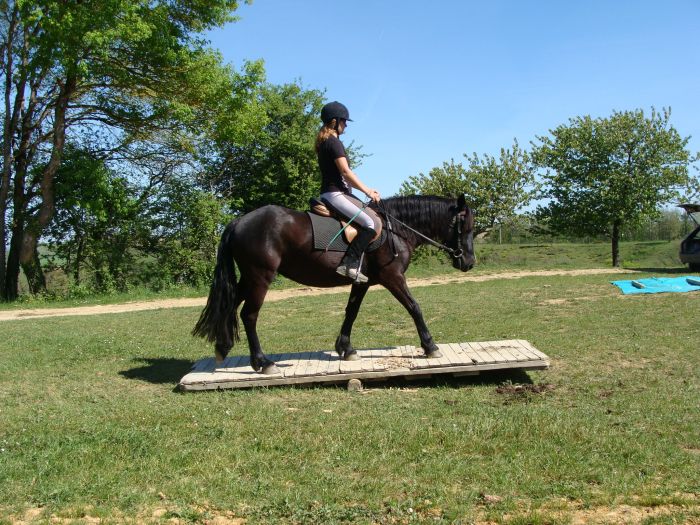 Cheval de Mérens du domaine de Sié