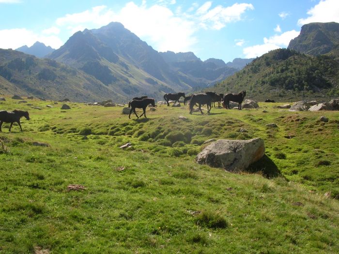 Cheval de Mérens du domaine de Sié