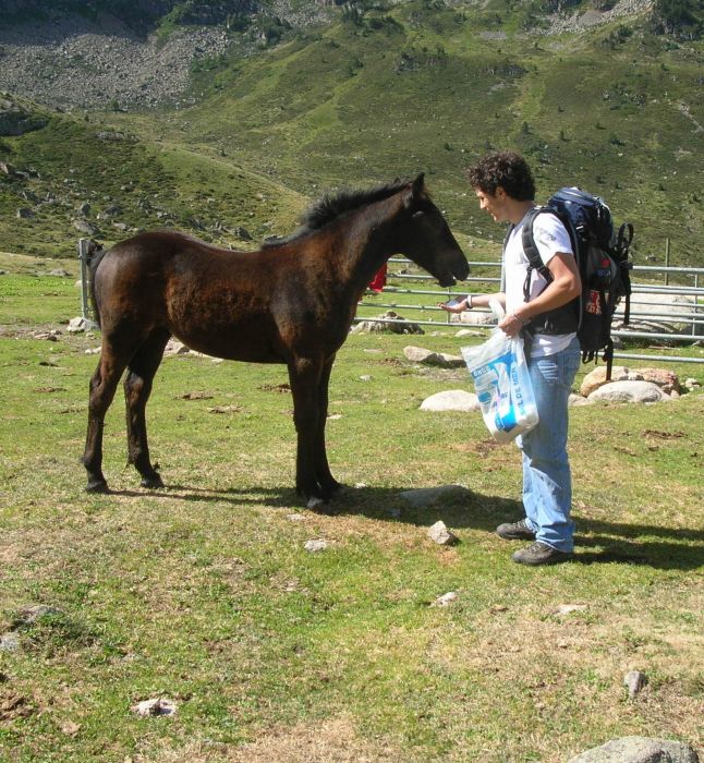 Cheval de Mérens du domaine de Sié