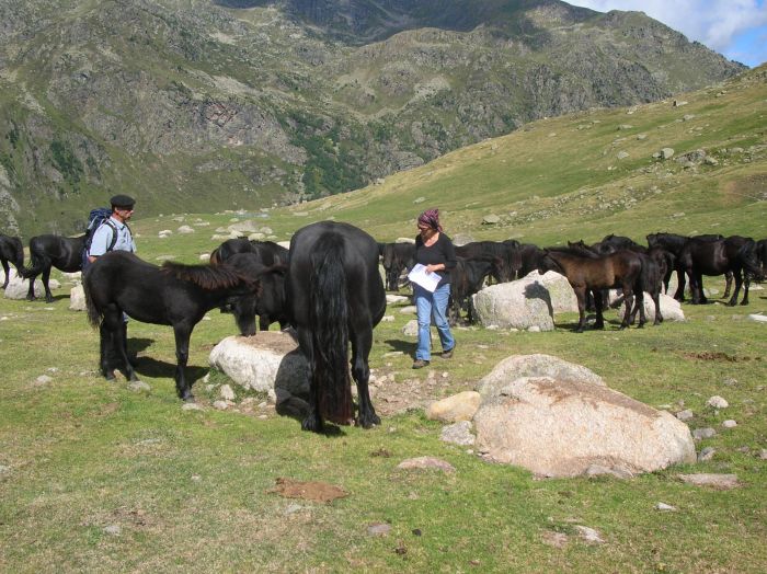 Cheval de Mérens du domaine de Sié