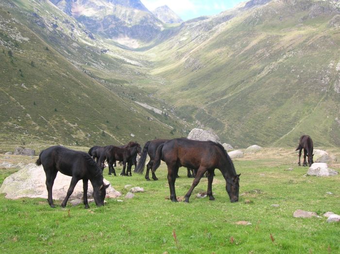 Cheval de Mérens du domaine de Sié