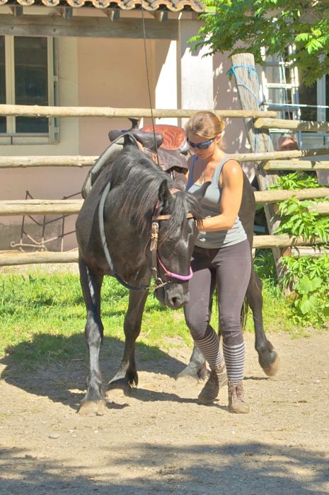 Cheval de Mérens du domaine de Sié