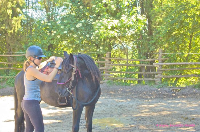 Cheval de Mérens du domaine de Sié