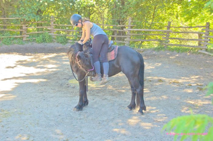 Cheval de Mérens du domaine de Sié