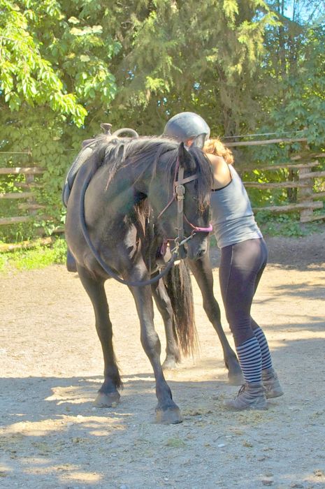 Cheval de Mérens du domaine de Sié