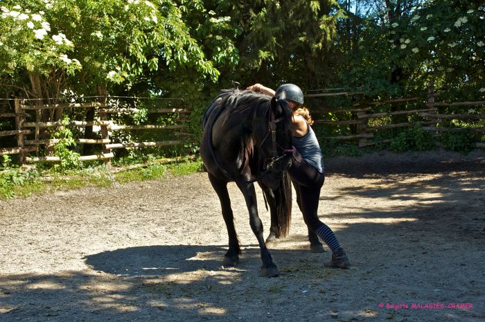 Cheval de Mérens du domaine de Sié