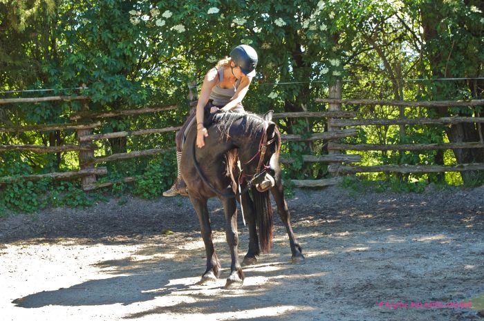 Cheval de Mérens du domaine de Sié